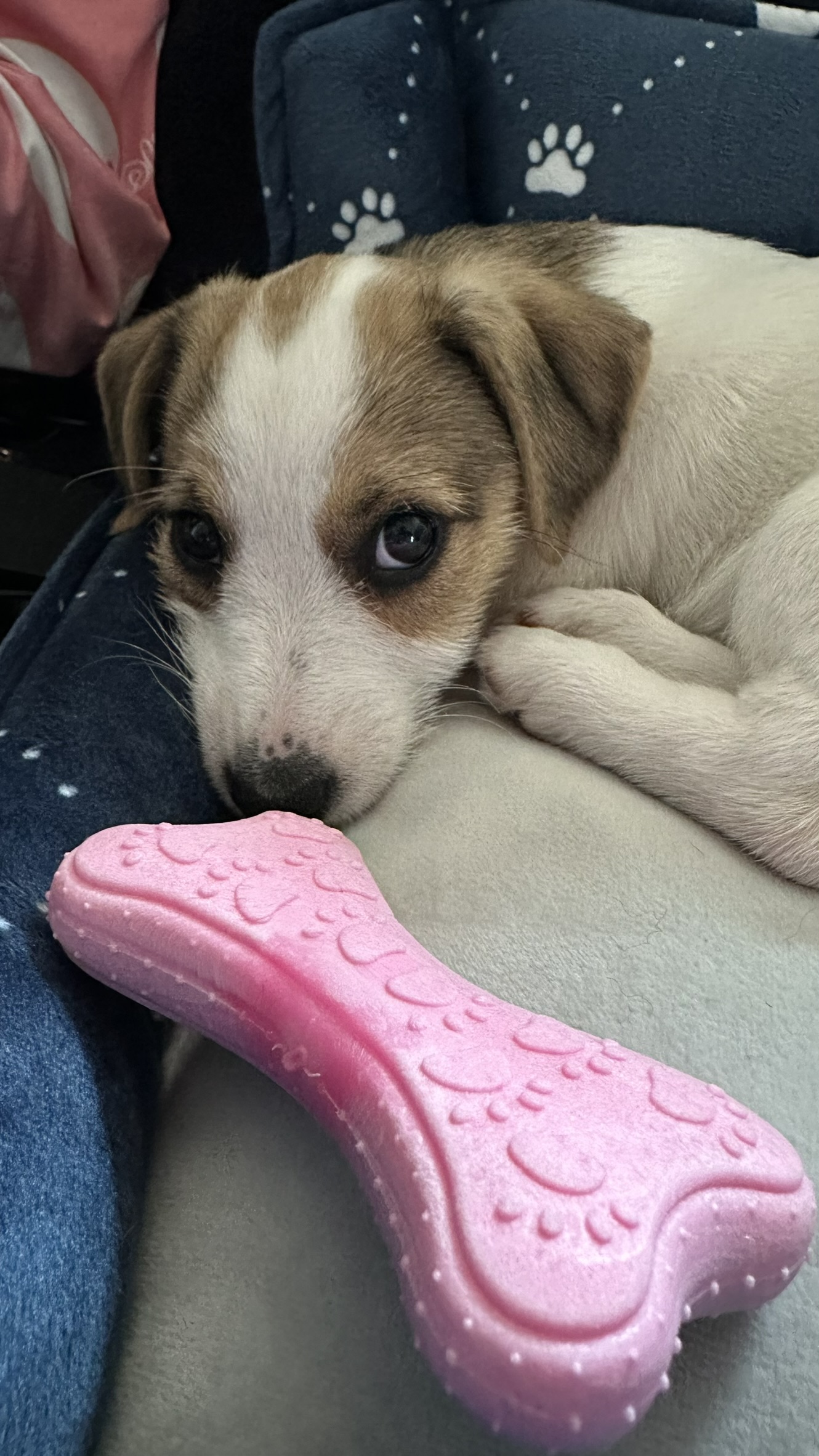 Tiny puppy Mimi resting in a paw-print bed with a pink bone toy