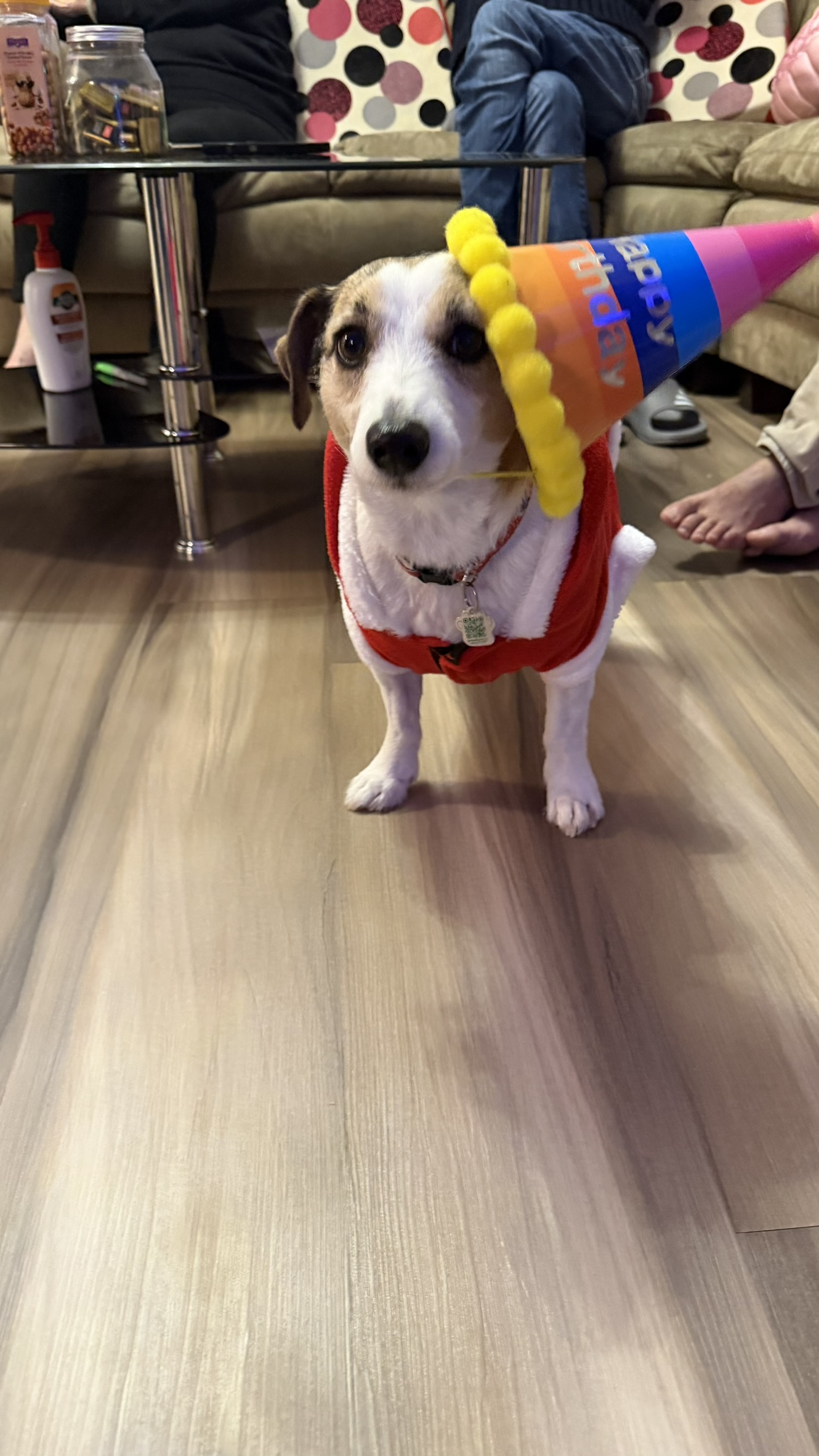 Mimi wearing a birthday hat and a festive outfit