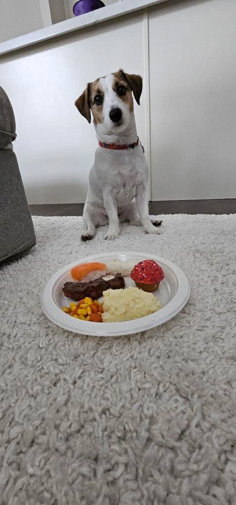 Mimi sitting politely behind a full dinner plate