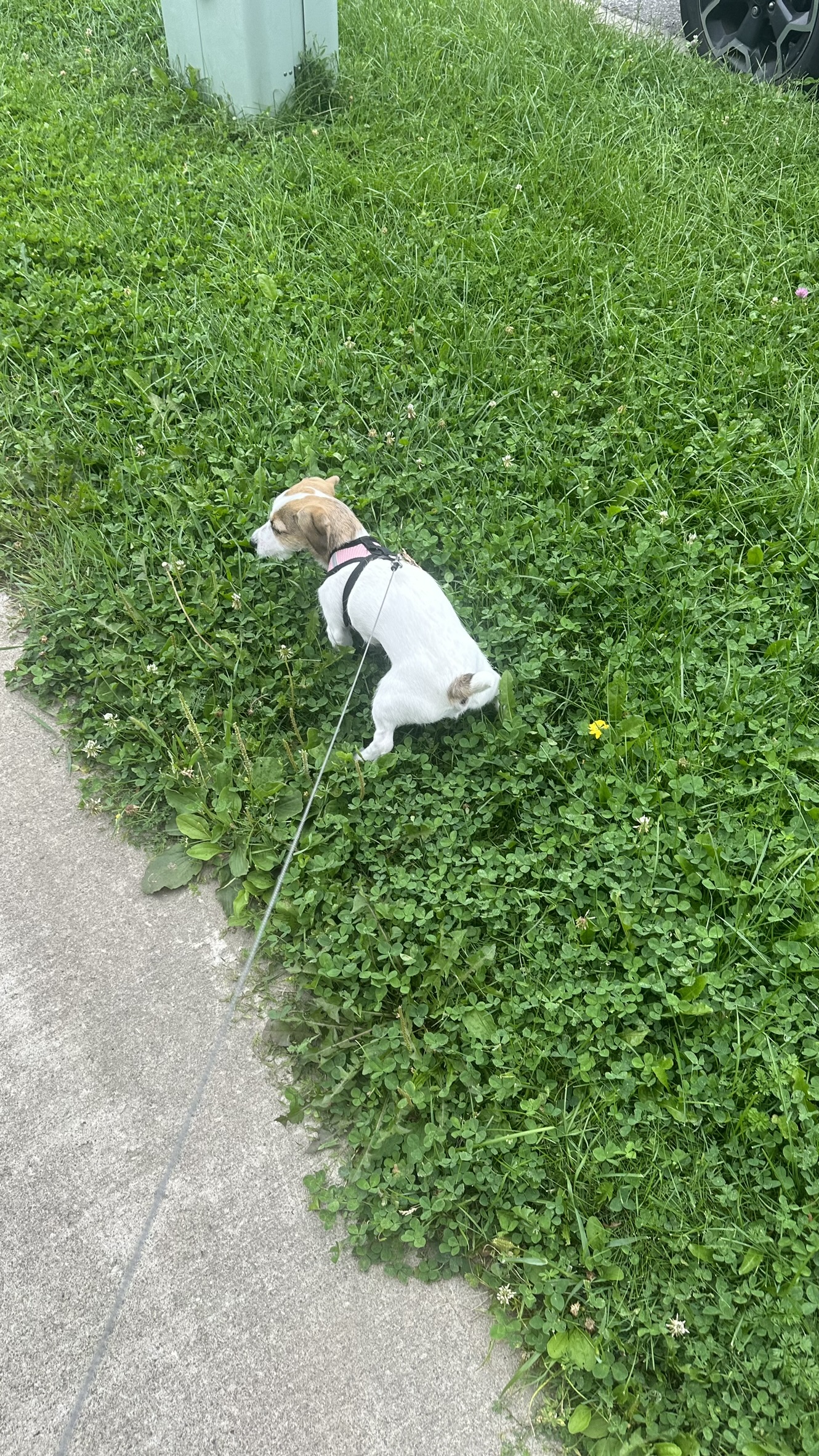 Mimi on a walk in tall grass, minding her own business