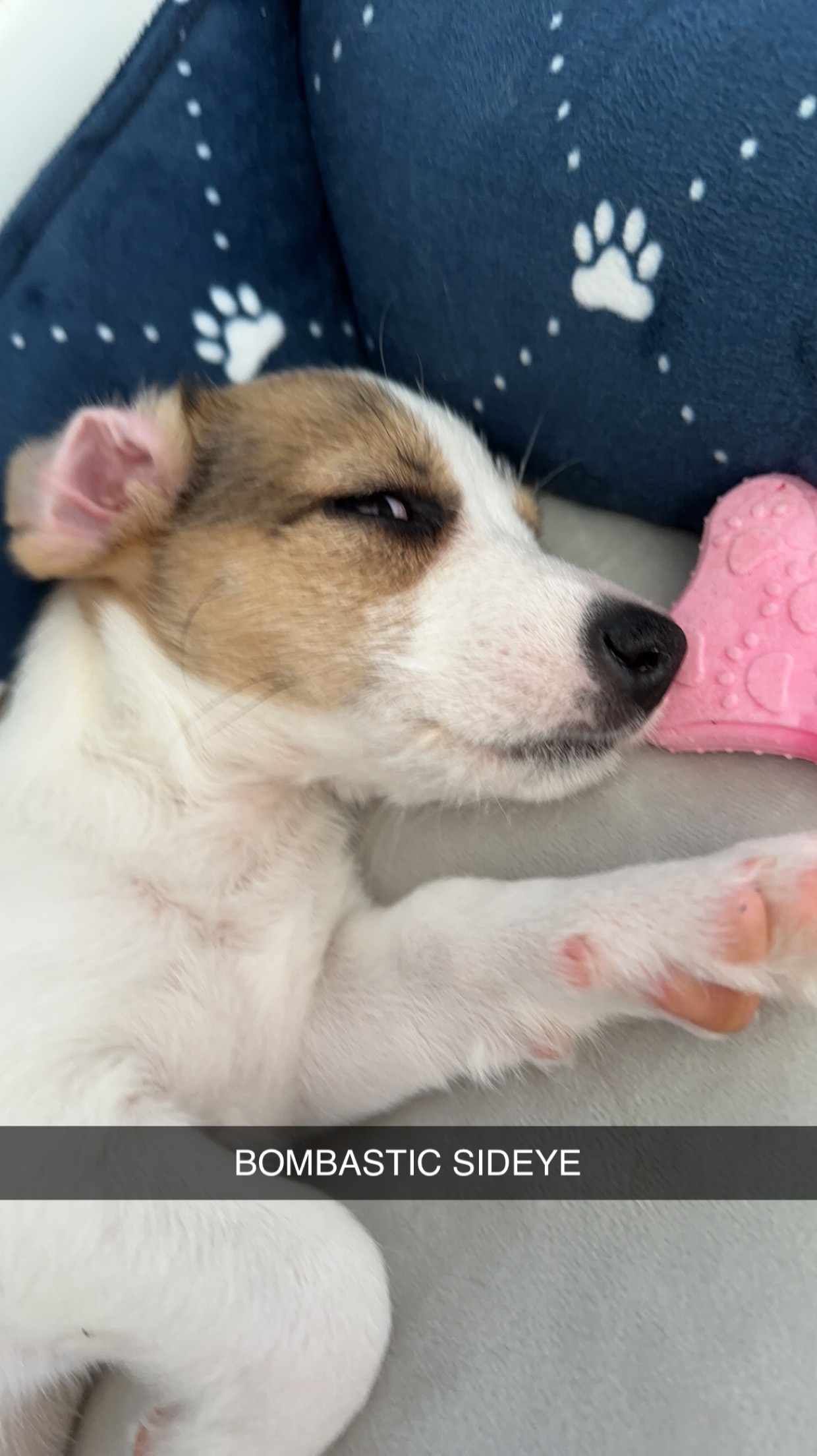 Sleepy Mimi giving a side-eye next to her pink toy