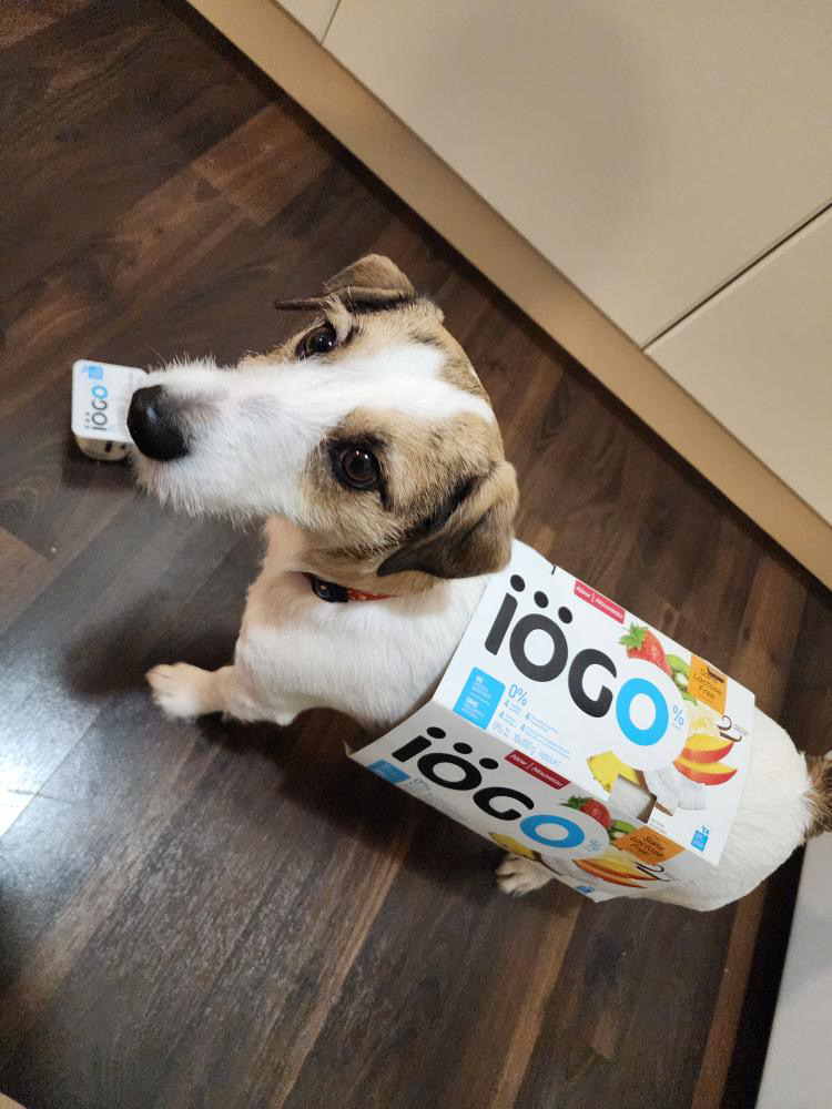 Mimi carrying a box of yogurt in her mouth