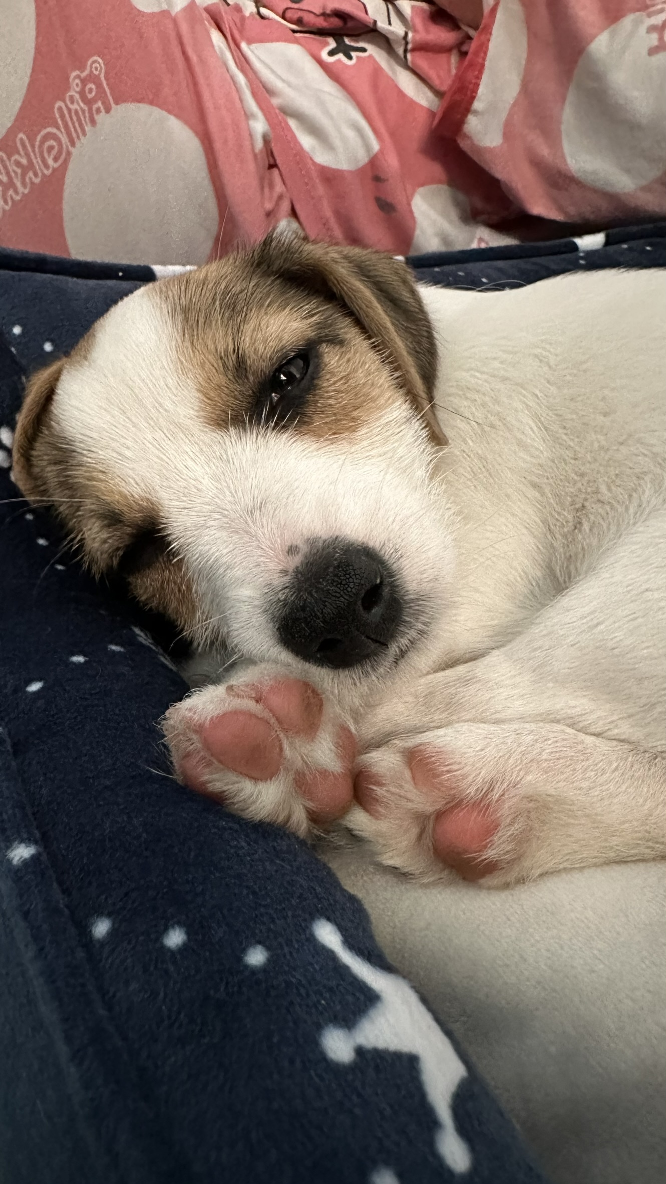 Close-up of sleepy puppy Mimi showing her pink paw pads